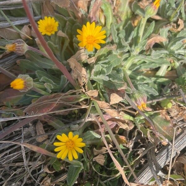 Calendula arvensis Flower