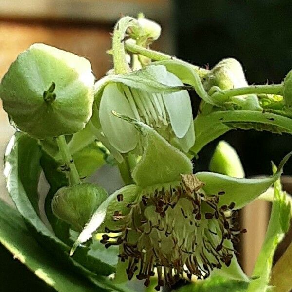 Rubus occidentalis Flower