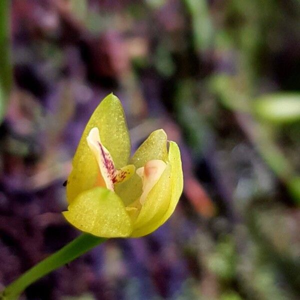 Maxillaria moralesii Cvet