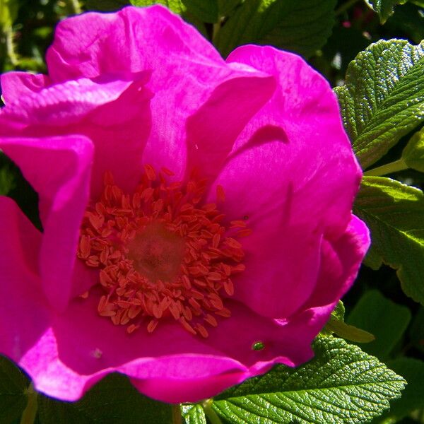 Rosa rugosa ফুল