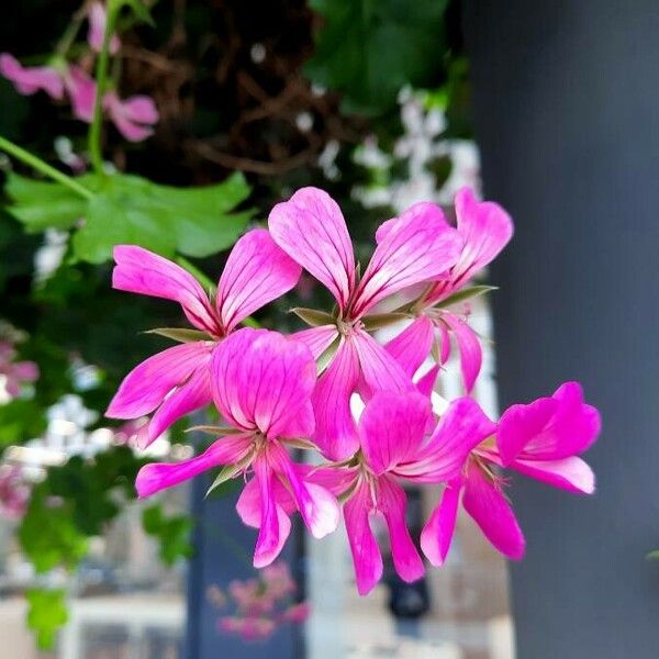 Pelargonium peltatum 花