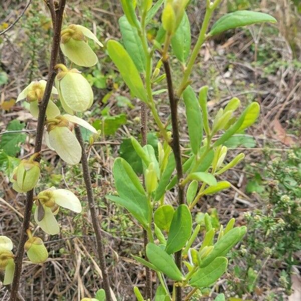 Asimina reticulata Leaf