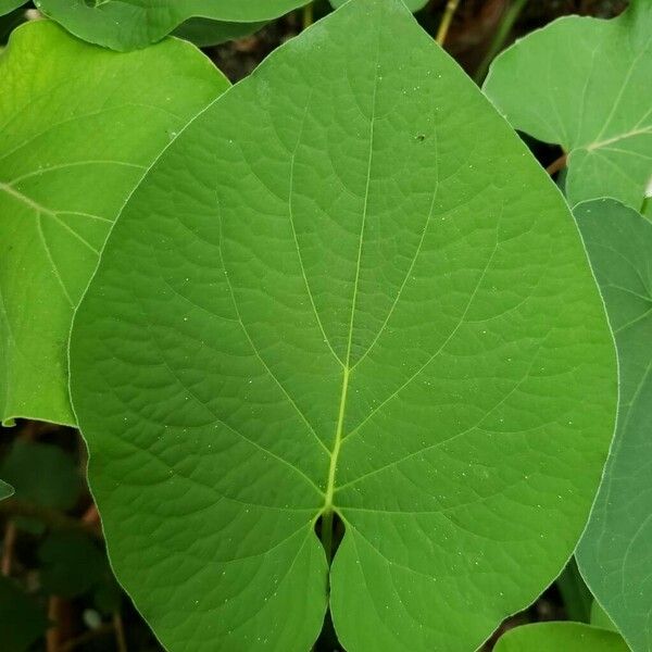 Piper auritum Leaf