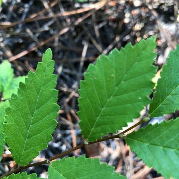 Ulmus americana Ліст