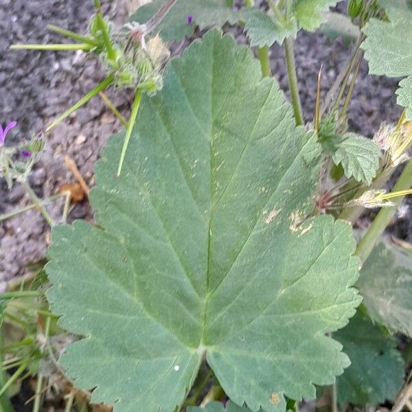 Erodium malacoides Leaf