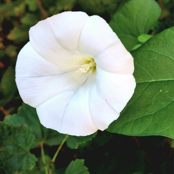 Calystegia sepium Fleur