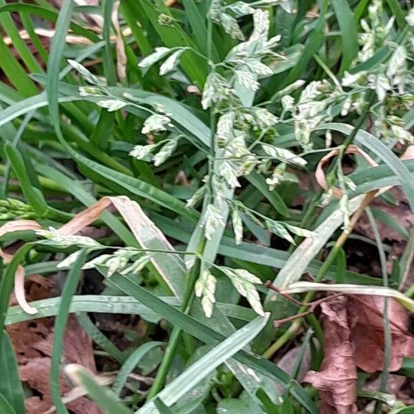 Poa annua Blomma