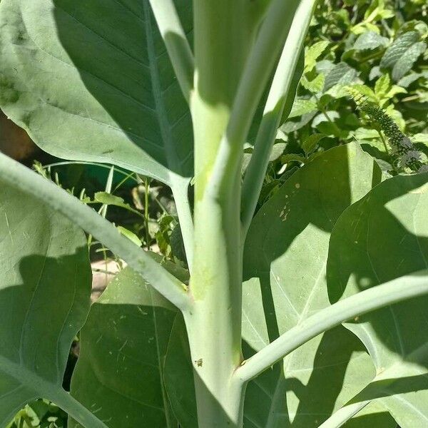 Nicotiana glauca 樹皮