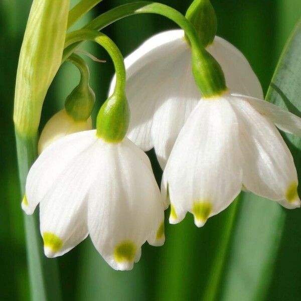 Leucojum aestivum ফুল