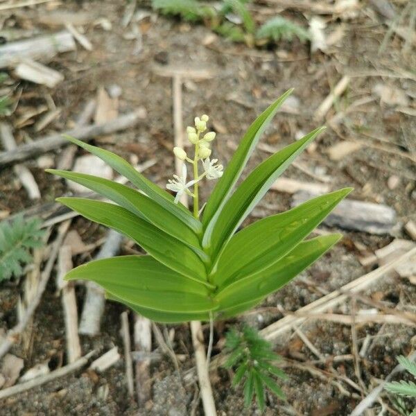 Maianthemum stellatum Blomst