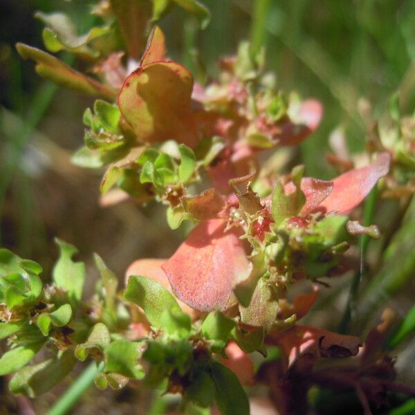 Lythrum borysthenicum Arall