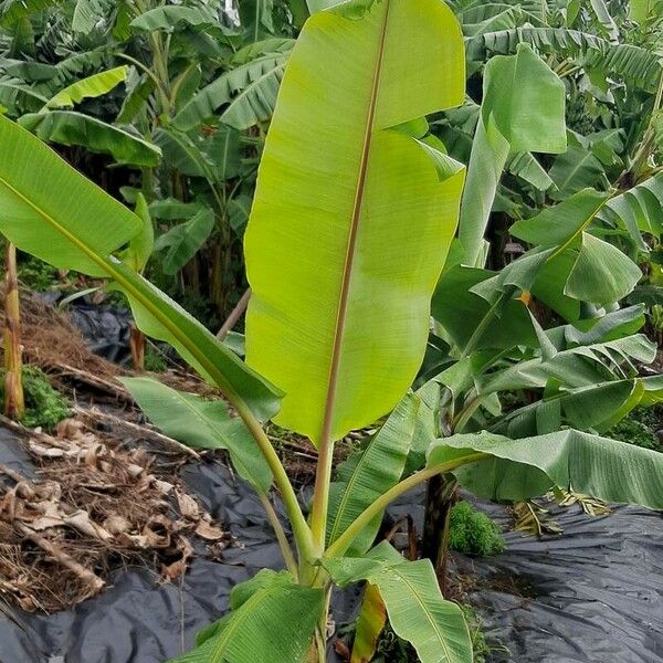 Musa × paradisiaca Leaf