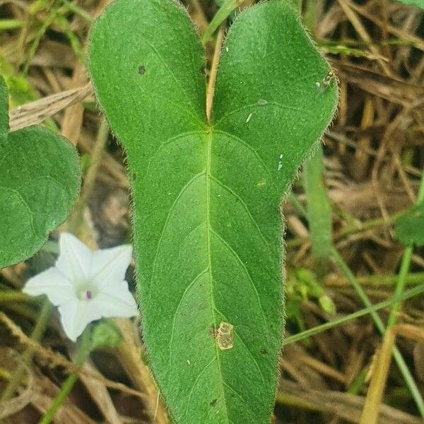 Convolvulus sagittatus Liść