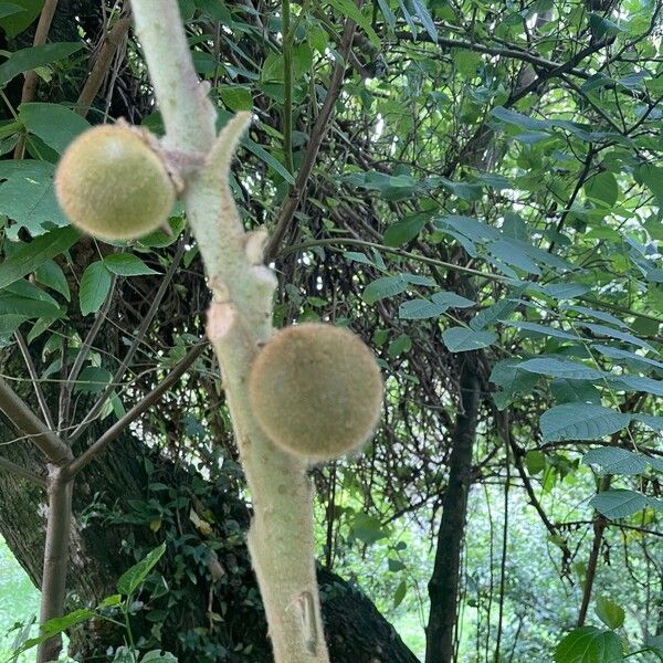 Solanum quitoense Frucht