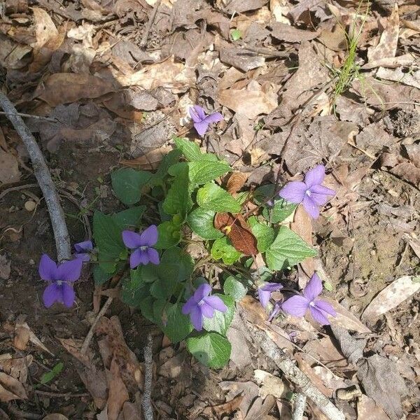 Viola odorata Lehti