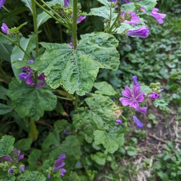 Malva sylvestris Levél