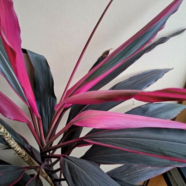 Cordyline fruticosa Folio