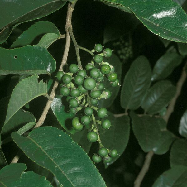 Banara guianensis Fruit