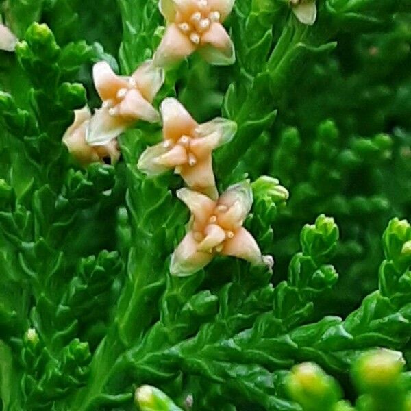 Platycladus orientalis Flower