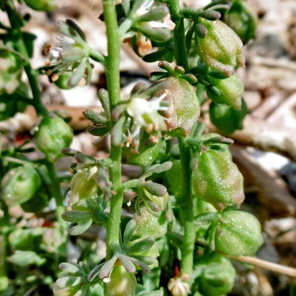 Reseda phyteuma Fruit