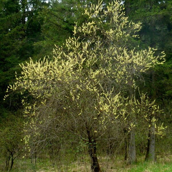 Salix babylonica Kwiat