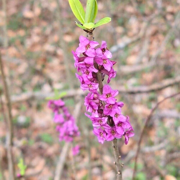 Daphne mezereum Çiçek