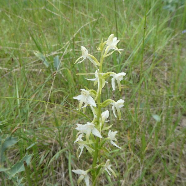 Platanthera bifolia Corteccia