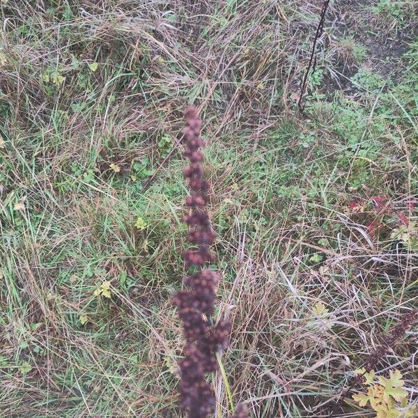 Rumex crispus Fruit