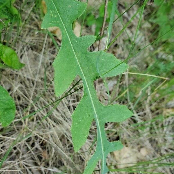 Lactuca canadensis List