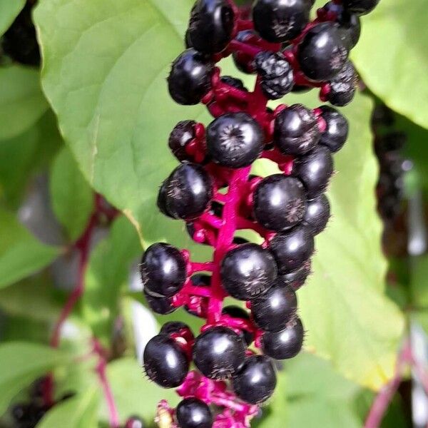 Phytolacca americana 果實