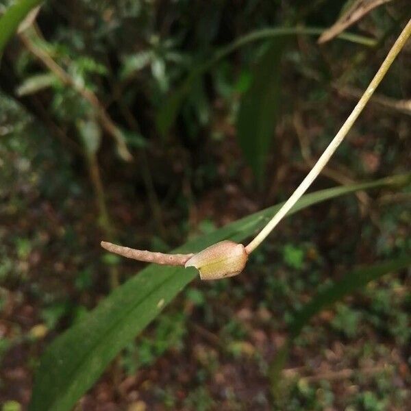 Anthurium gracile Плод