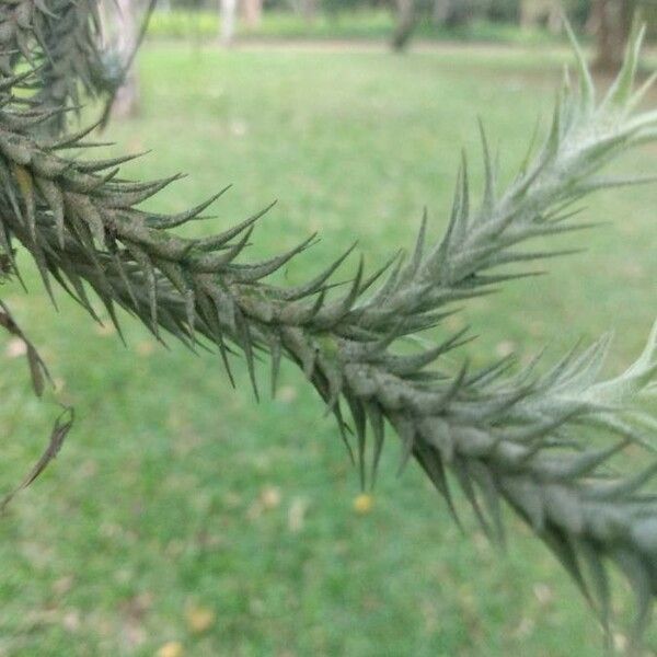 Tillandsia tricholepis 树皮