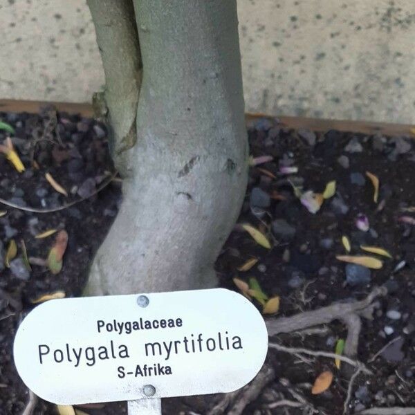 Polygala myrtifolia 其他