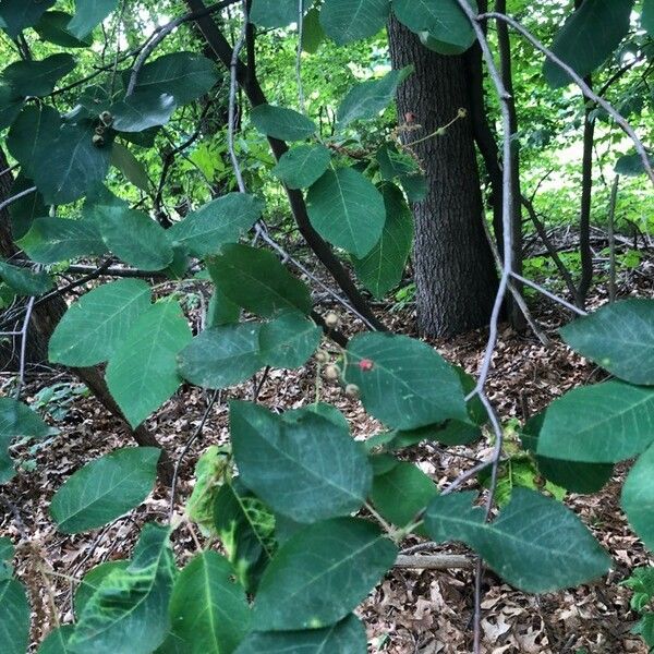 Betula lenta Φύλλο