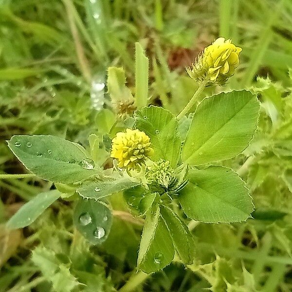 Medicago lupulina Blodyn