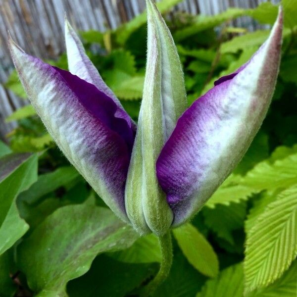 Clematis patens Flor