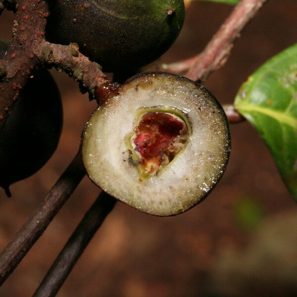 Protium tenuifolium Fruit