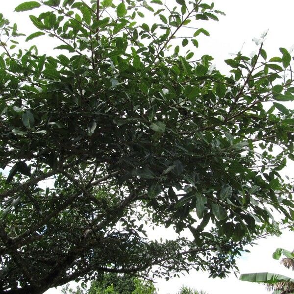Ficus crocata عادت داشتن