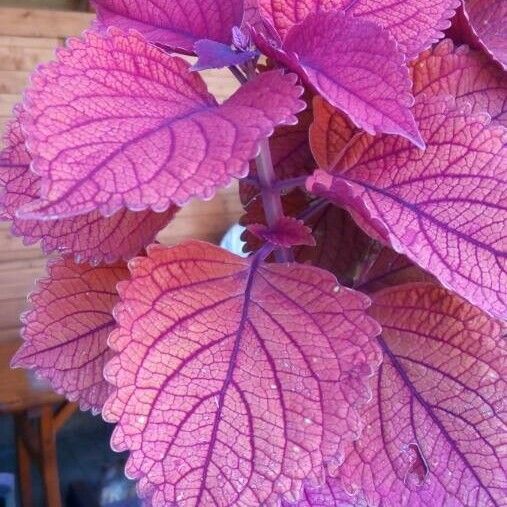 Plectranthus scutellarioides Folio