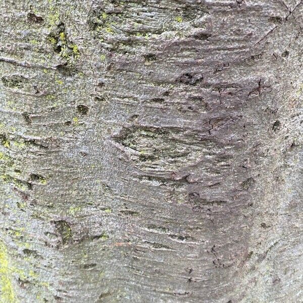 Fagus sylvatica 树皮