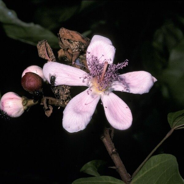 Bixa orellana Flor