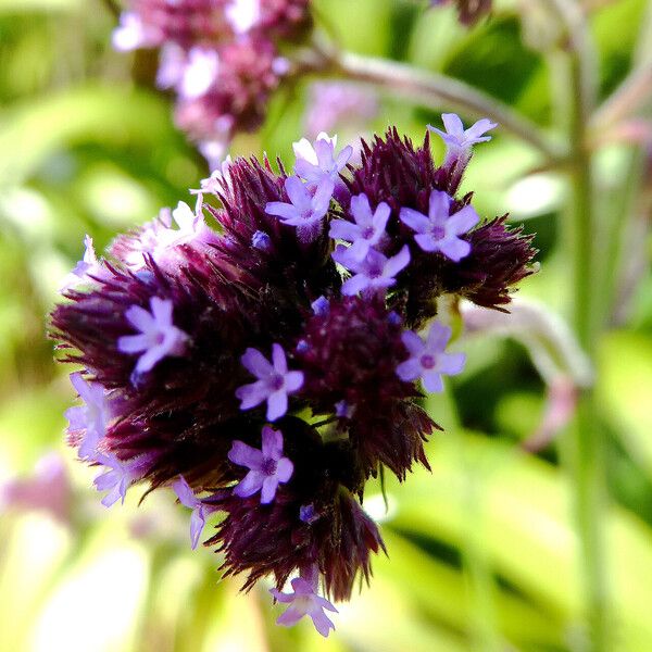 Verbena incompta Flor