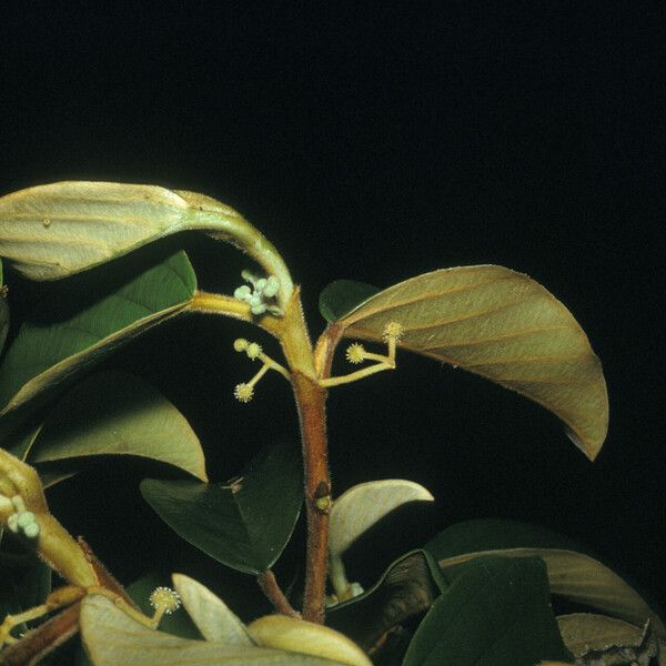 Coussapoa asperifolia Fleur