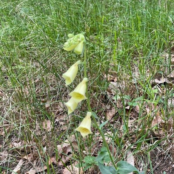 Digitalis grandiflora Çiçek