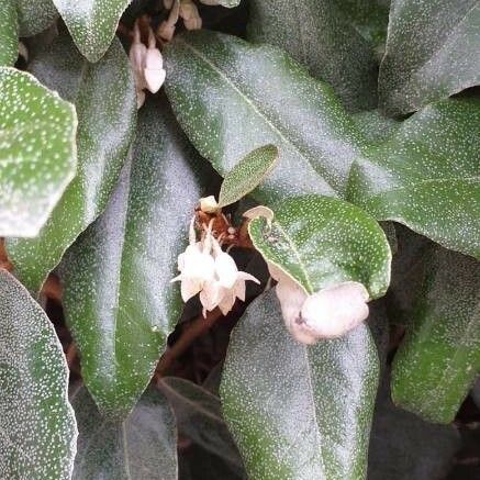 Epigaea repens Leaf