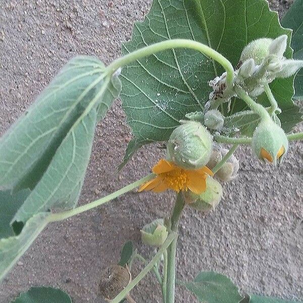 Abutilon indicum Λουλούδι