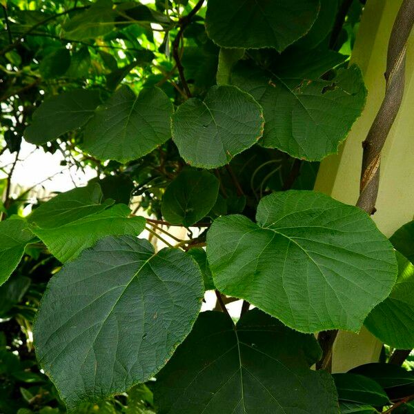 Actinidia chinensis Habit