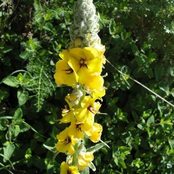 Verbascum thapsus Kvet