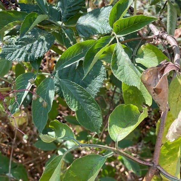 Sambucus nigra 葉