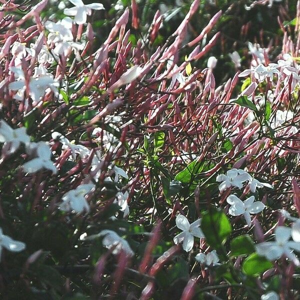 Jasminum polyanthum Habitus